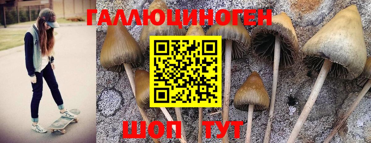 Псилоцибиновые грибы GOLDEN TEACHER Гусев